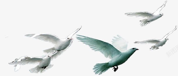 白色海报和平鸽效果拍摄png免抠素材_新图网 https://ixintu.com 和平鸽 拍摄 效果 海报 白色