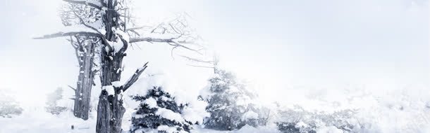 干枯的树枝雪花雪景背景
