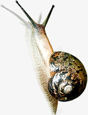 蜗牛爬行可爱手绘动物png免抠素材_新图网 https://ixintu.com 动物 可爱 爬行 蜗牛