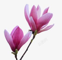 粉色木兰花透明粉色木兰花高清图片