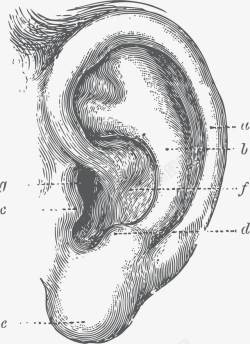 听觉人类耳朵听觉器官高清图片
