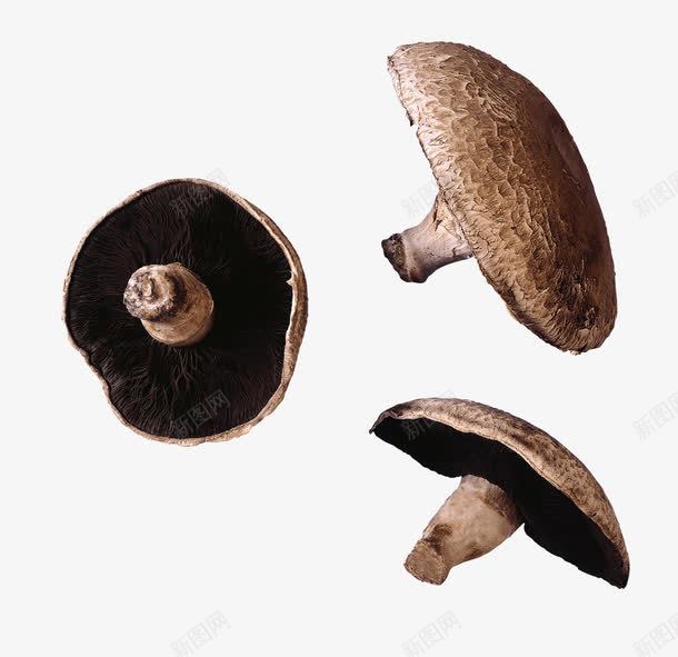 三个营养新鲜蘑菇png免抠素材_新图网 https://ixintu.com 新鲜 美味 菌菇 营养