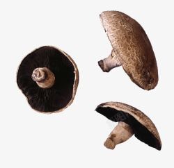三个营养新鲜蘑菇素材