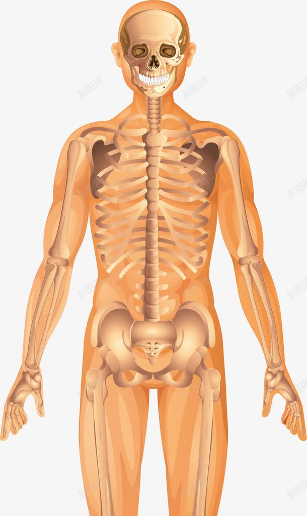 卡通人体骨架png免抠素材_新图网 https://ixintu.com 人体 人体器官 人体躯干 人的肢体 卡通人体 卡通肢体 器官 四肢 躯体