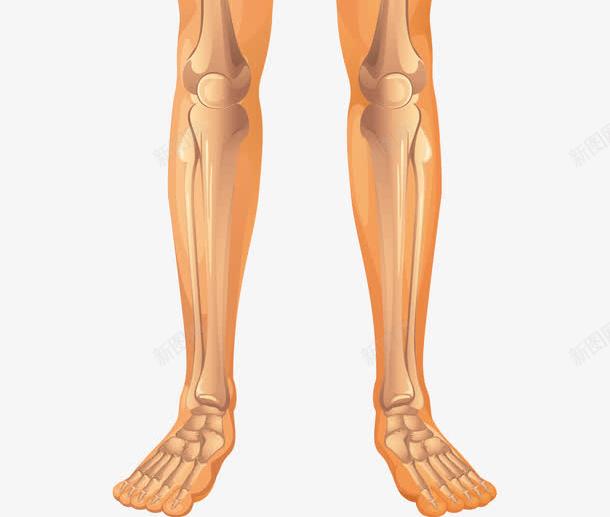 卡通人体骨架png免抠素材_新图网 https://ixintu.com 人体 人体器官 人体躯干 人的肢体 卡通人体 卡通肢体 器官 四肢 躯体