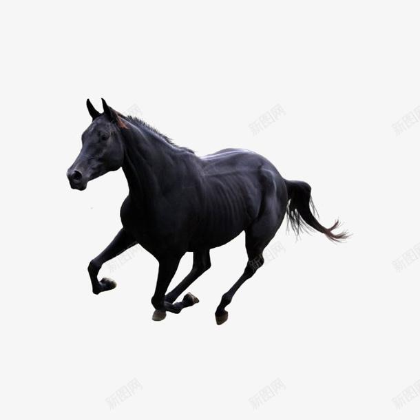 一匹黑色的马png免抠素材_新图网 https://ixintu.com 动物 奔腾的马 实物图 装饰图案 黑色