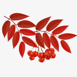 红树叶上的果实素材