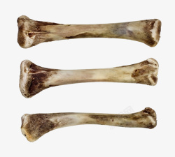 骨棒实物三个不同大小的骨棒高清图片