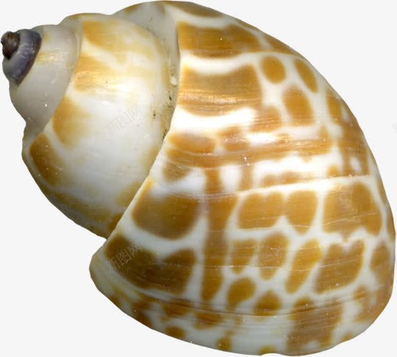海螺棕色斑点海螺png免抠素材_新图网 https://ixintu.com 斑点 棕色 海螺
