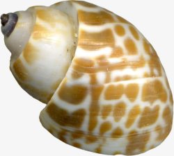 海螺棕色斑点海螺素材