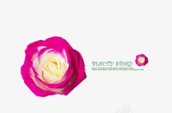 双色玫瑰双色玫瑰类化妆品海报背景高清图片