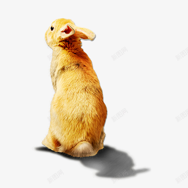 一只野兔psd免抠素材_新图网 https://ixintu.com 动物 野兔 野兔免费下载