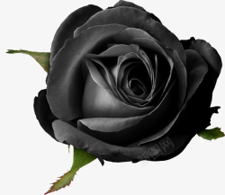 黑色的花黑色的花高清图片