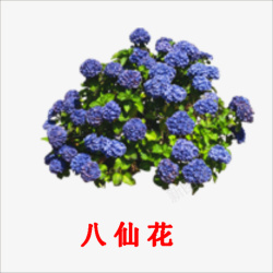 八仙花素材