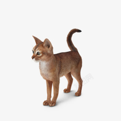 站立的猫阿比西尼亚猫高清图片