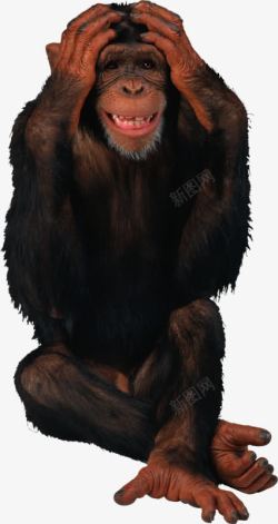 实拍猩猩抱头的猩猩高清图片