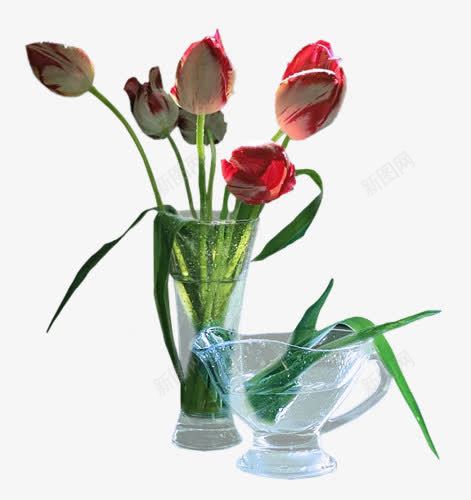 花瓶png免抠素材_新图网 https://ixintu.com 创意 插花 艺术花卉 花卉 花瓶 郁金香 鲜花