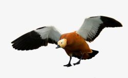 麻鸭腾飞的赤麻鸭高清图片