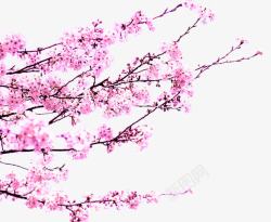 粉色唯美春天美景花朵树枝素材