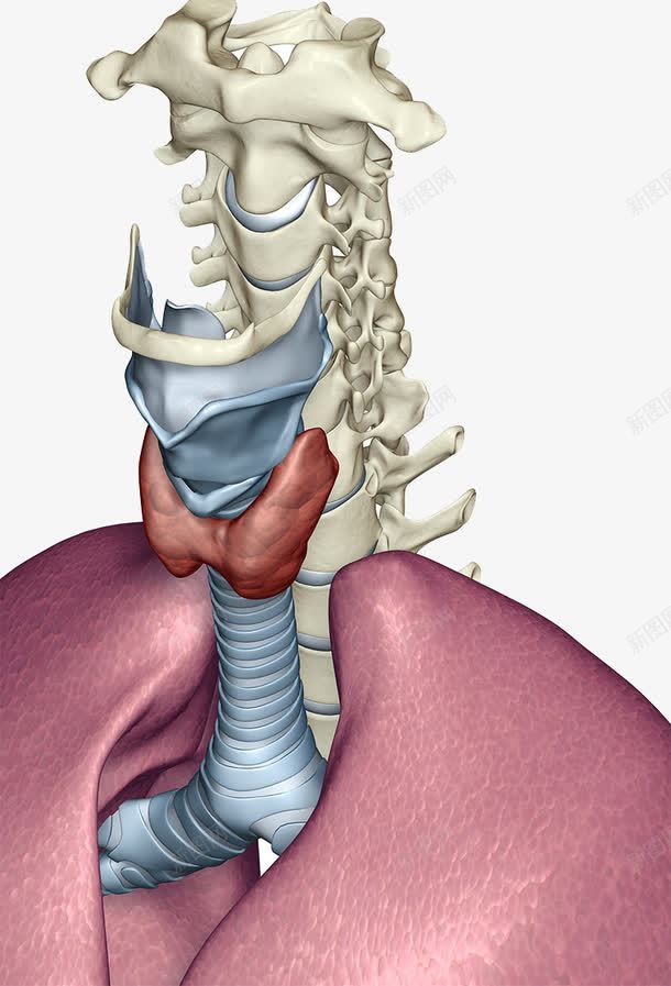 人体喉咙器官png免抠素材_新图网 https://ixintu.com 喉咙 气管 甲状腺 脊椎骨