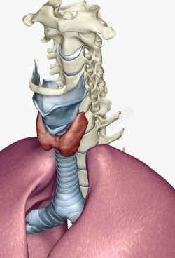 嵴椎骨人体喉咙器官高清图片