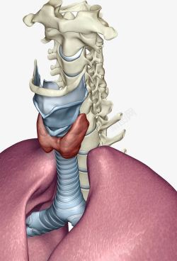 人体喉咙器官素材