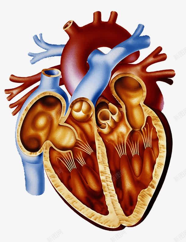 心脏剖面图png免抠素材_新图网 https://ixintu.com 动脉 医疗 心血管 血液循环