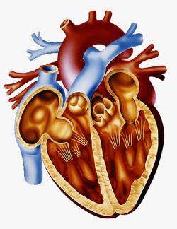 动脉循环心脏剖面图高清图片