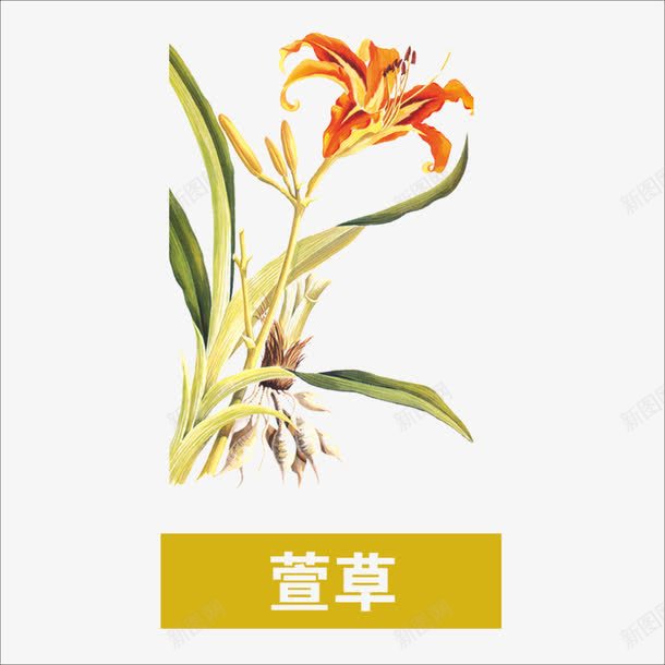 萱草png免抠素材_新图网 https://ixintu.com 中药 本草纲目 草药 药材