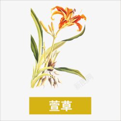 萱草素材