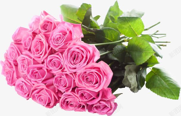 粉色玫瑰花png免抠素材_新图网 https://ixintu.com 玫瑰 粉色 花卉 花朵 花束 装饰