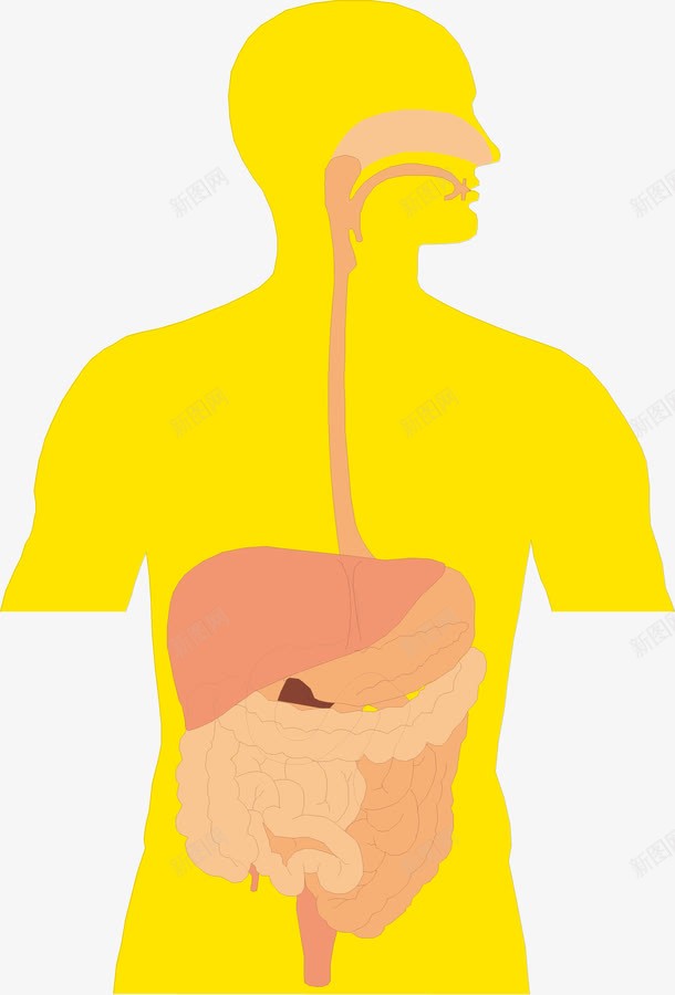 人体内部器官图标png_新图网 https://ixintu.com 五脏六腑 人体 人体五脏 人体内脏器官 人体器官 内脏 卡通人体器官图标 器官 心 肝脏 肺 胃