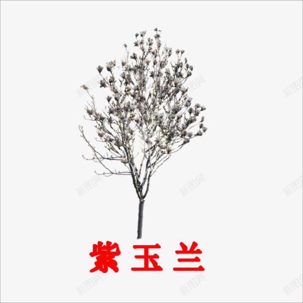 紫玉兰png免抠素材_新图网 https://ixintu.com 小树 植物