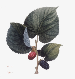 树莓果实桑葚插画高清图片