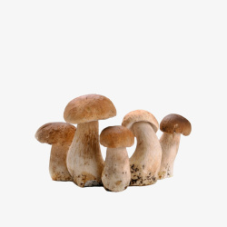 一丛蘑菇素材