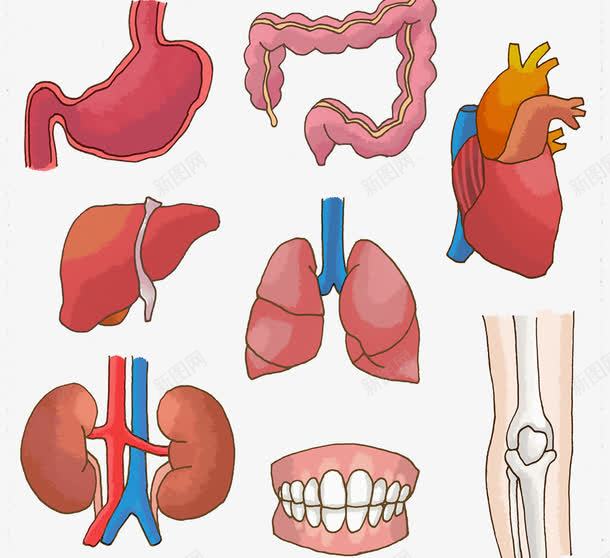人体器官插画png免抠素材_新图网 https://ixintu.com 小肠 肾脏 胃肠 骨头