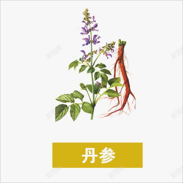 草药png免抠素材_新图网 https://ixintu.com 中药 丹参 本草纲目 药材