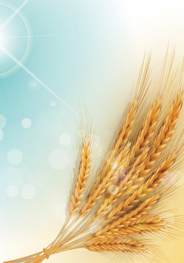 麦子背景装饰矢量图背景