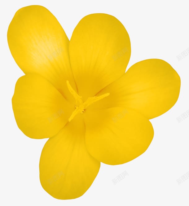 黄色花朵png免抠素材_新图网 https://ixintu.com 花卉 花朵 花瓣 黄色