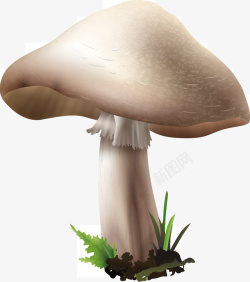 一朵白色蘑菇矢量图素材