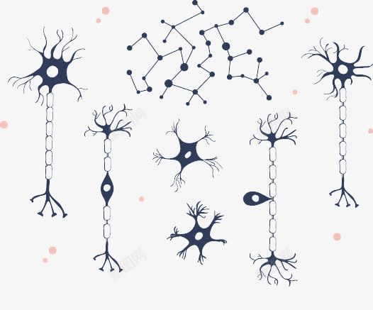 人体神经元png免抠素材_新图网 https://ixintu.com 人体 神经 神经元