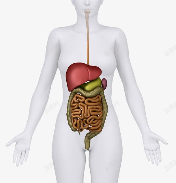 人体器官png免抠素材_新图网 https://ixintu.com 人 人体器官 肠胃 装饰