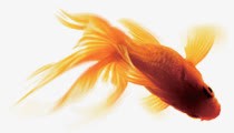 向下游泳的红色金鱼png免抠素材_新图网 https://ixintu.com 游泳 红色 金鱼