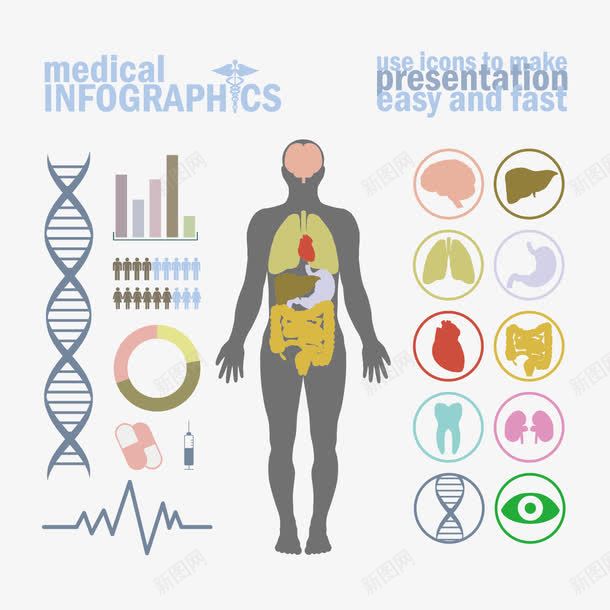 人体分析图png免抠素材_新图网 https://ixintu.com 人 人体 大脑 心脏 牙齿