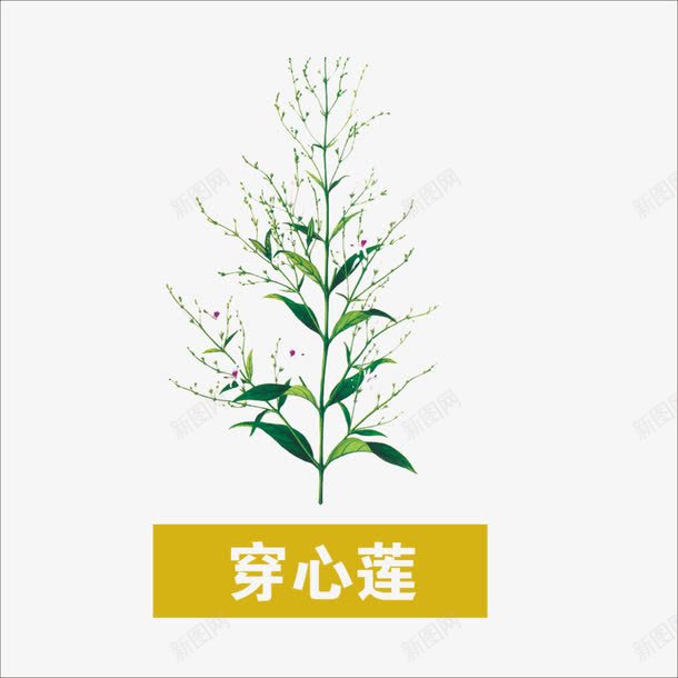 草药png免抠素材_新图网 https://ixintu.com 中药 本草纲目 穿心莲 药材