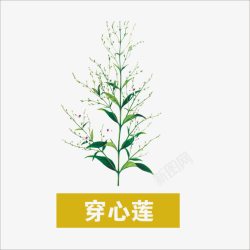 穿心莲草药高清图片