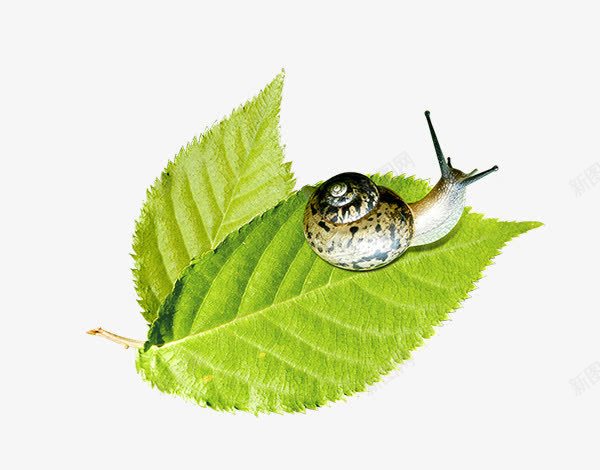 蜗牛爬行的蜗牛绿叶子png免抠素材_新图网 https://ixintu.com 叶子 爬行 蜗牛
