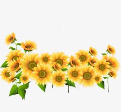 精美向日葵太阳花素材