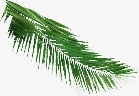 绿色植物棕榈叶图png免抠素材_新图网 https://ixintu.com 棕榈 绿色植物