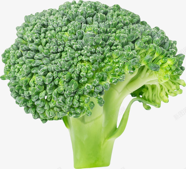 绿色西兰花png免抠素材_新图网 https://ixintu.com 产品实物 写实 生活 绿色 花菜 蔬菜 装饰 西兰花